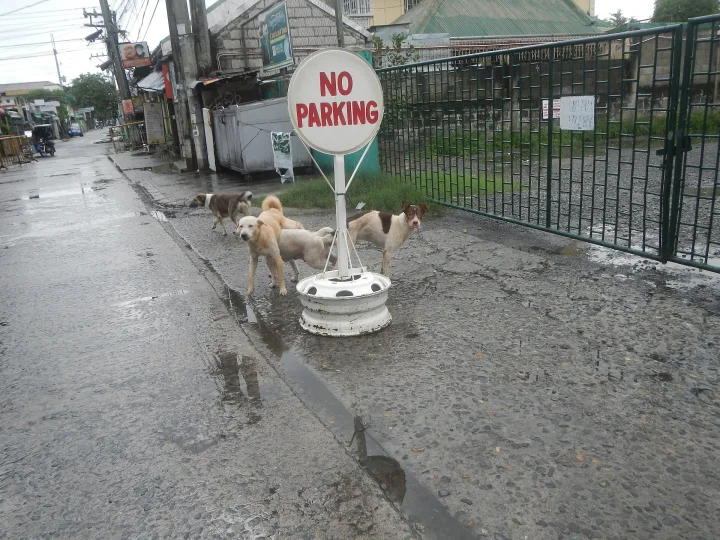 Three dogs beside a no-parking sign on a wet sidewalk · Dog photo — Pictures of Dog