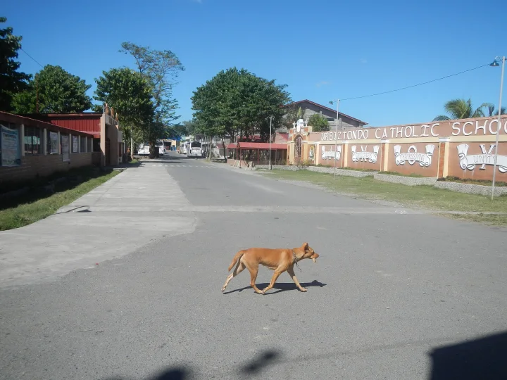 Tan dog crossing a road near a painted wall · Dog photo — Pictures of Dog