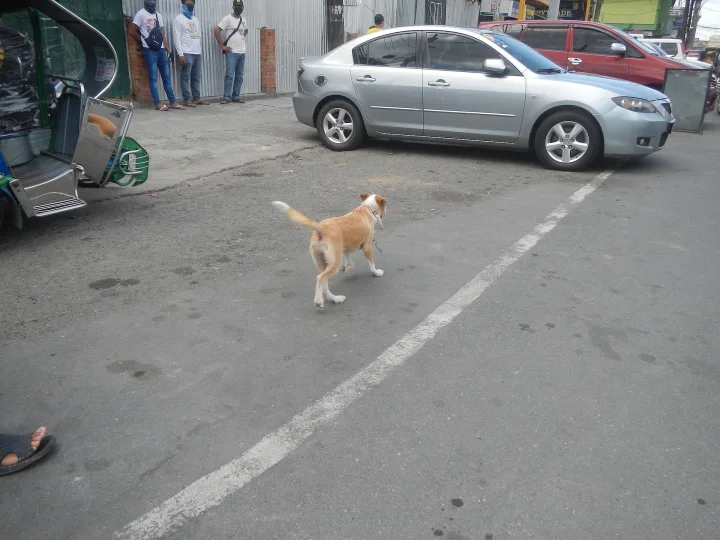 Tan dog crossing a street near a silver car · Dog photo — Pictures of Dog