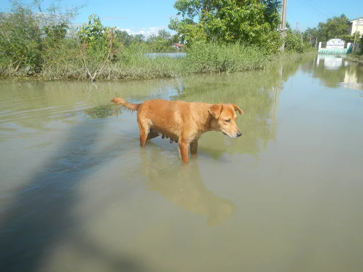 Tan dog standing in water beside a grassy bank · Dog photo — Pictures of Dog