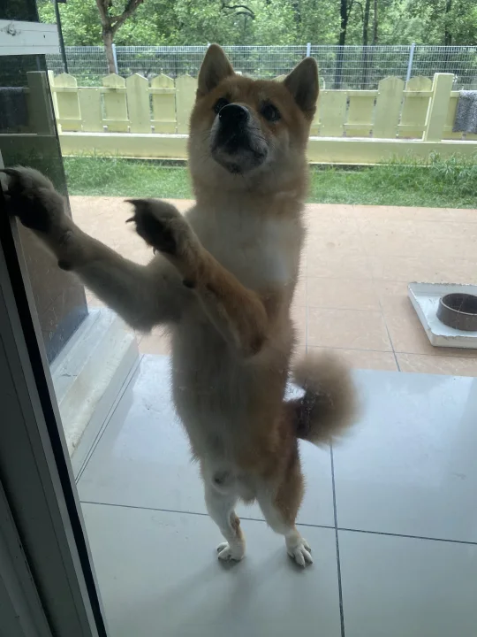 Tan dog standing upright against a glass door · Dog photo — Pictures of Dog