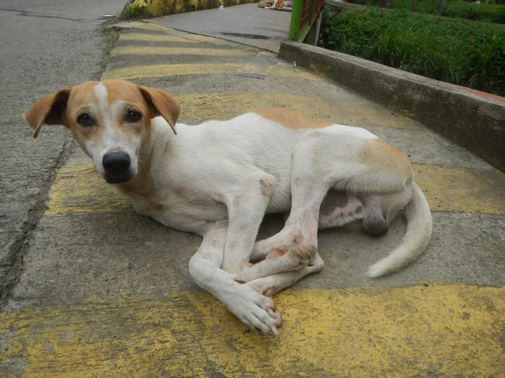 White and tan dog lying across yellow road markings · Dog photo — Pictures of Dog