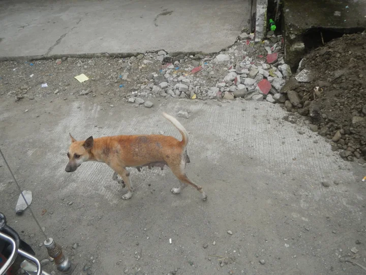 Tan dog walking across rough concrete · Dog photo — Pictures of Dog