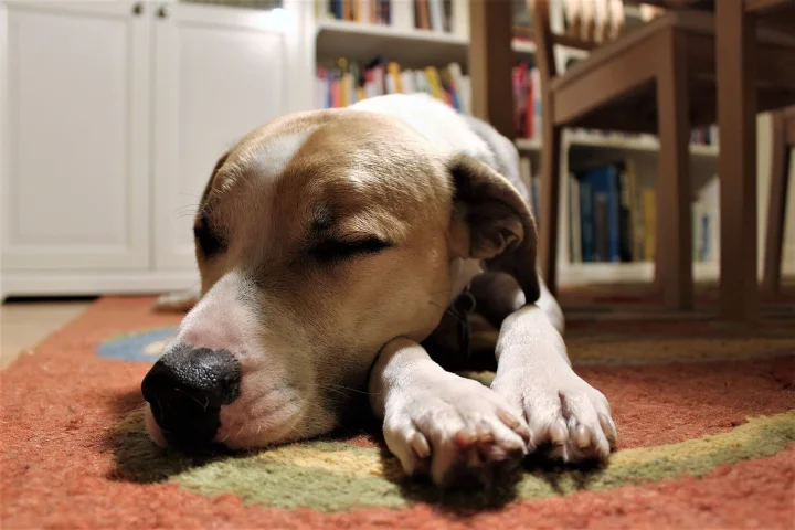 A brown and white dog resting on a rug beside a bookcase · Dog photo — Pictures of Dog