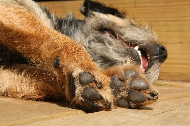 Lying on wooden boards with its paws in the foreground · Dog photo — Pictures of Dog
