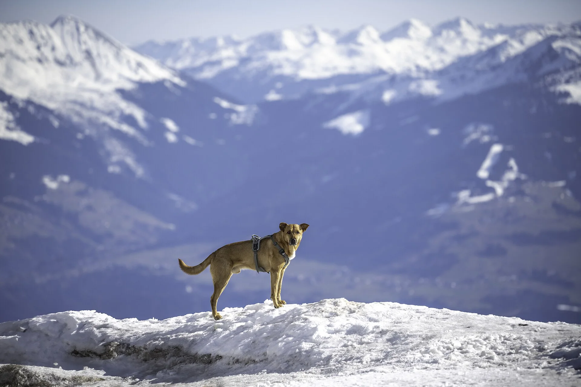 Mixed-breed dogs in Serles, Innsbruck, a dog photo on Pictures of Dog