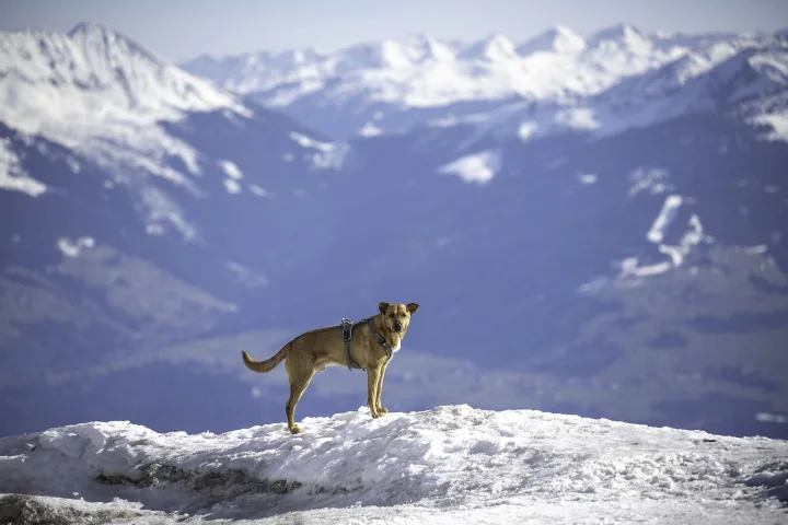 A tan dog standing on snow with mountains behind it · Dog photo — Pictures of Dog