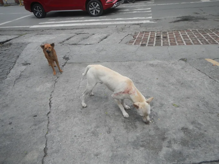 Two dogs on pavement beside a storm drain · Dog photo — Pictures of Dog