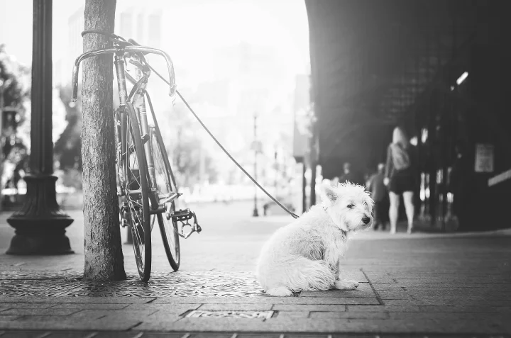 A white dog sitting beside a bicycle on a sidewalk · Dog photo — Pictures of Dog