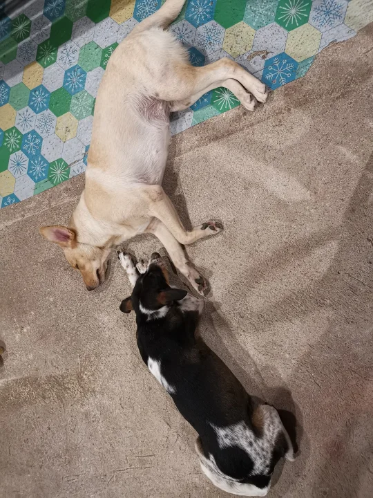 Two dogs lying on a patterned indoor floor · Dog photo — Pictures of Dog
