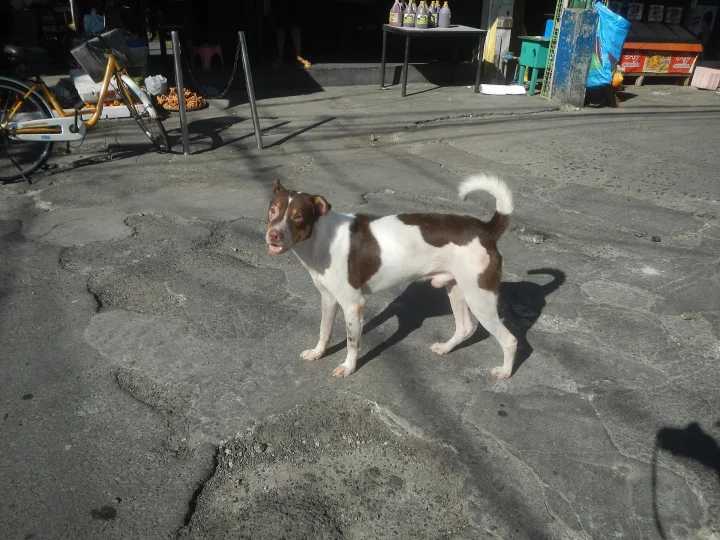 White and brown dog crossing cracked concrete · Dog photo — Pictures of Dog