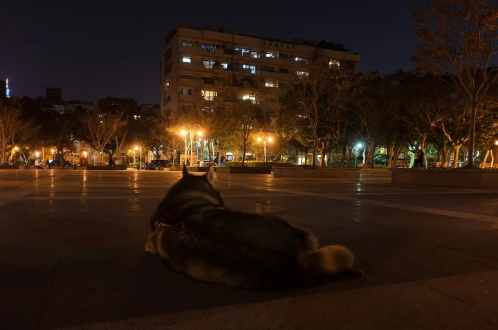 Dog resting in a plaza beneath city lights · Dog photo — Pictures of Dog