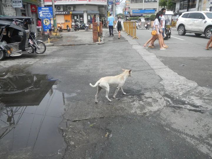 White dog crossing a worn city street · Dog photo — Pictures of Dog