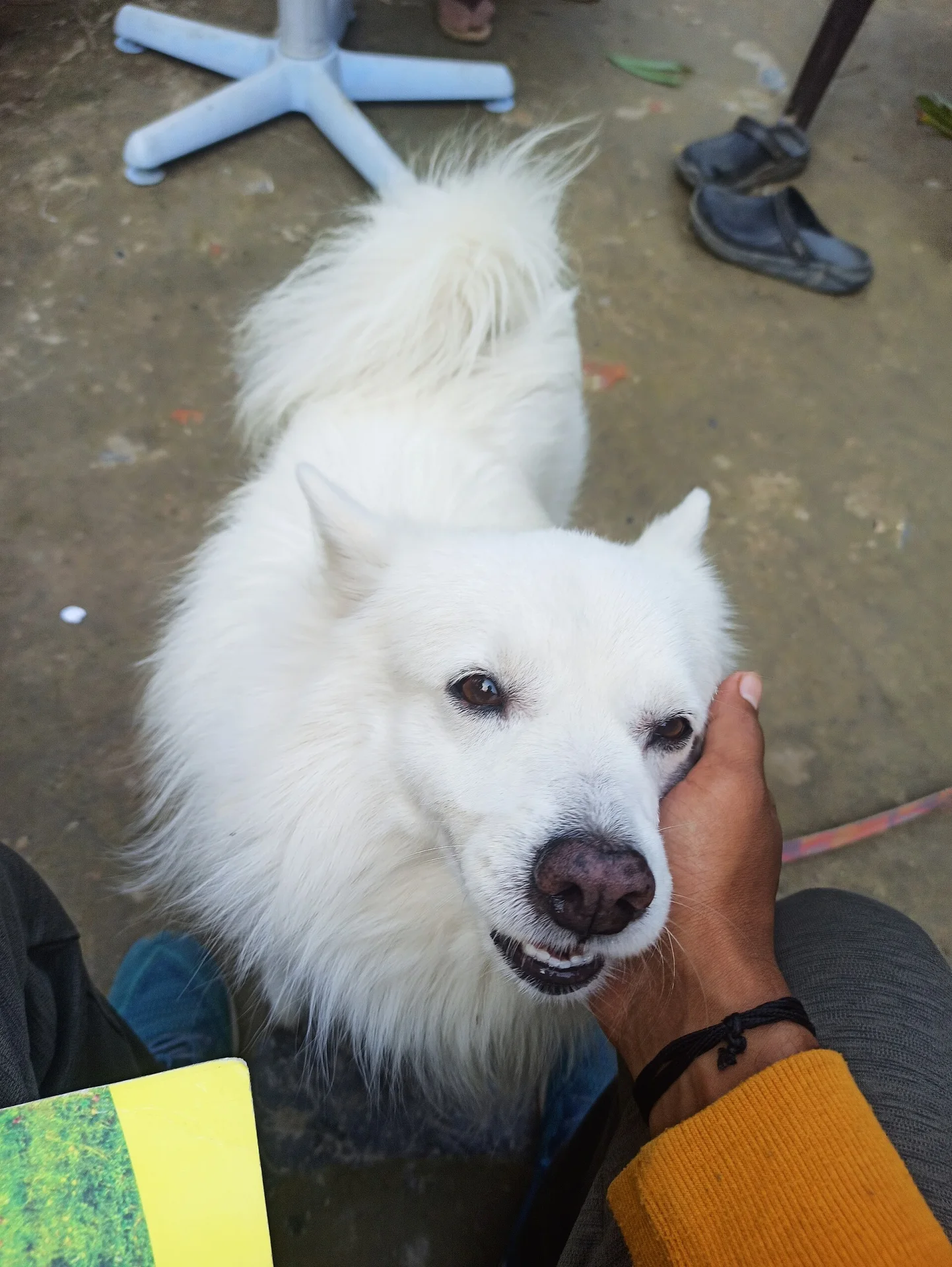 dogs responds to loving hand, ein Hund-Foto auf Pictures of Dog