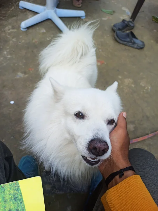 White dog beside a person's hand indoors · Dog photo — Pictures of Dog