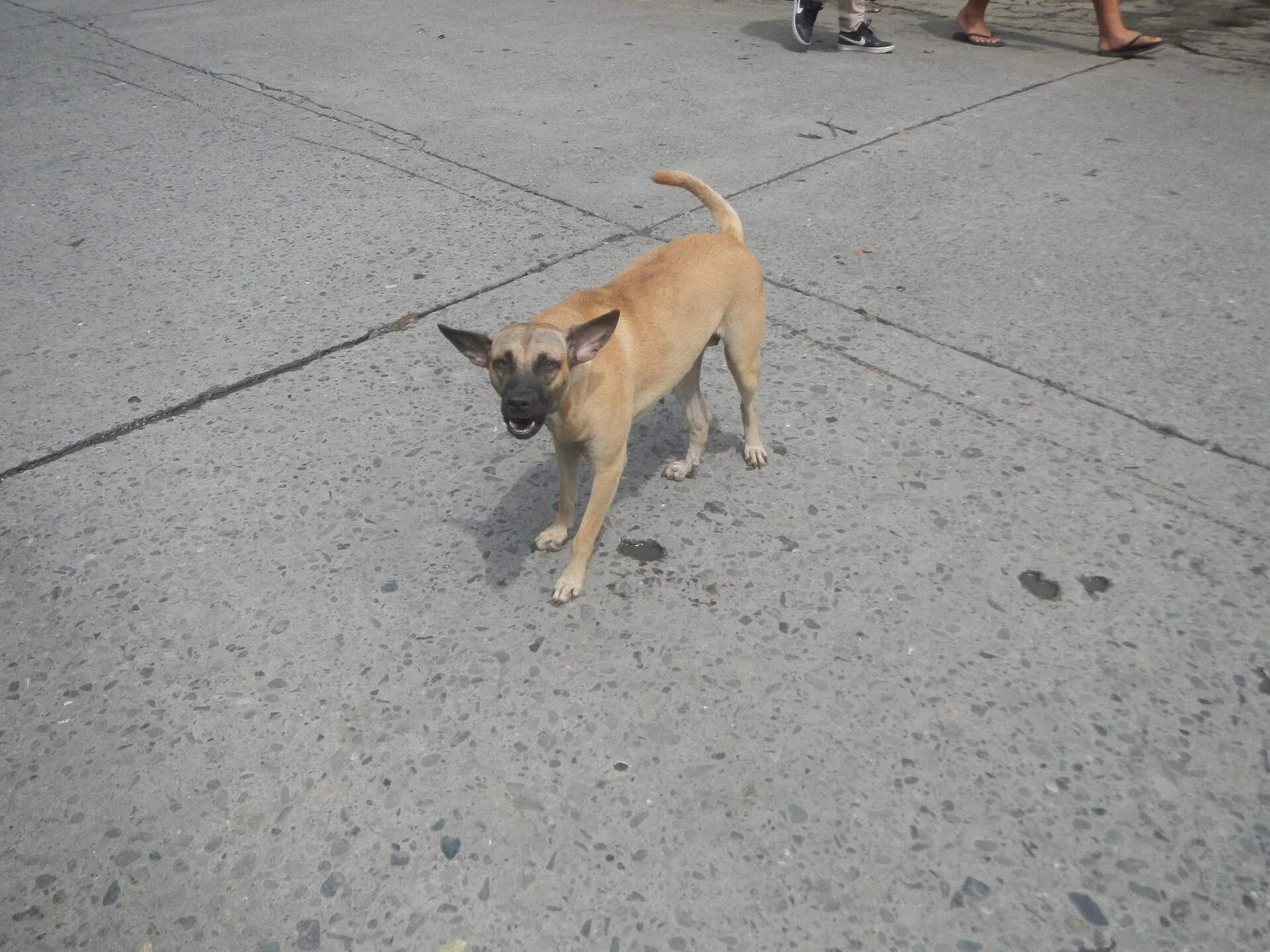 Photos taken during the 2020 coronavirus pandemic in Baliuag, Bulacan New Normal (General Community Quarantine in Baliua, una foto de perro en Pictures of Dog