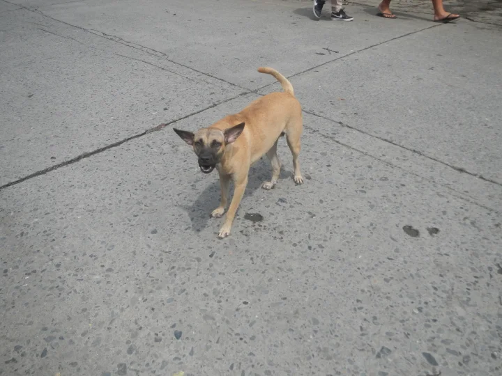 Tan dog standing on concrete with its tail raised · Dog photo — Pictures of Dog