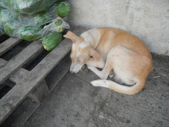 Tan dog curled beside bags of leafy vegetables · Dog photo — Pictures of Dog
