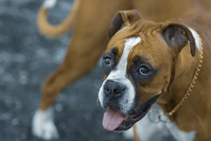 Brown dog with white markings and its tongue out · Dog photo — Pictures of Dog