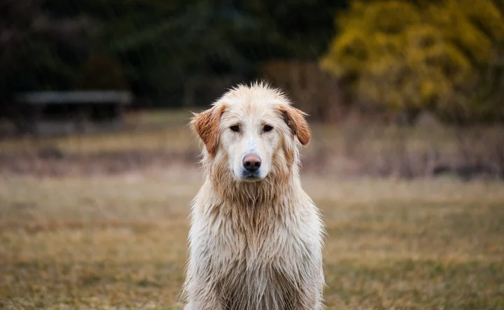 Pale long-haired dog sitting in an open field · Dog photo — Pictures of Dog