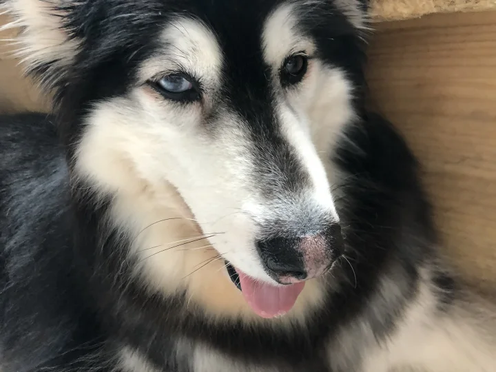 Black and white dog with pale blue eyes beside a wall · Dog photo — Pictures of Dog