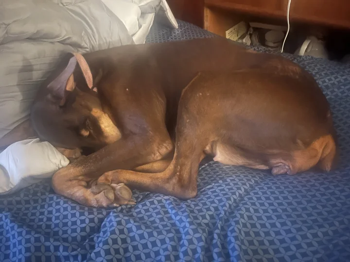 Brown dog curled on a blue patterned bed · Dog photo — Pictures of Dog